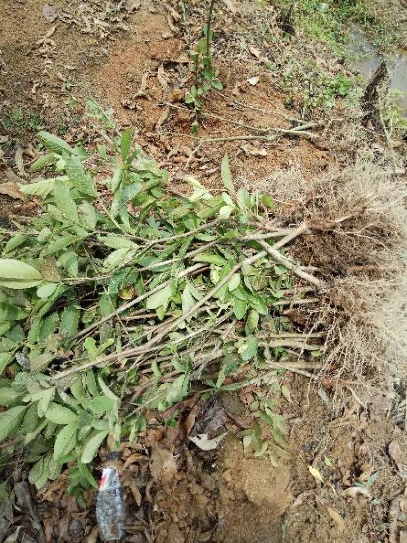 番石榴苗30~50cm