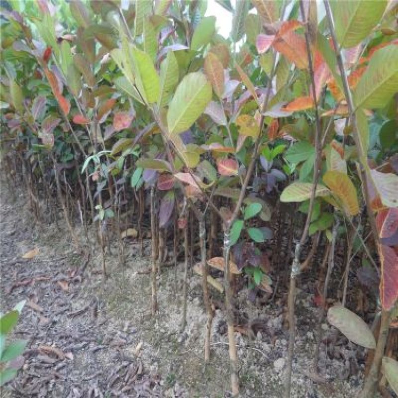 番石榴苗30~50cm