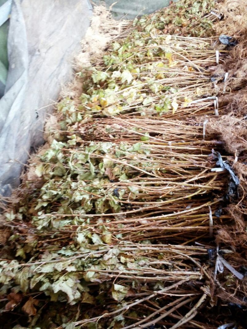 黑加仑苗适合鲜食大面积种植适合加工品种适应性
