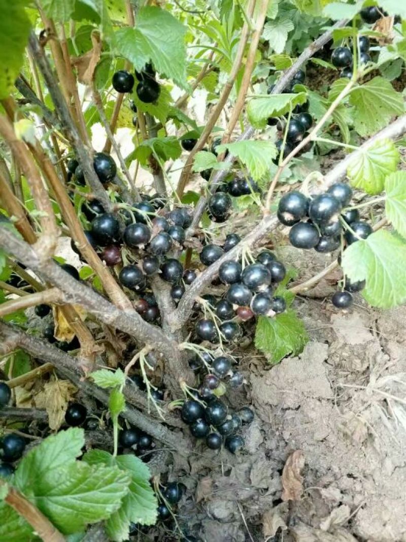 黑加仑苗适合鲜食大面积种植适合加工品种适应性