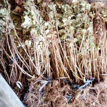 黑加仑苗适合鲜食大面积种植适合加工品种适应性