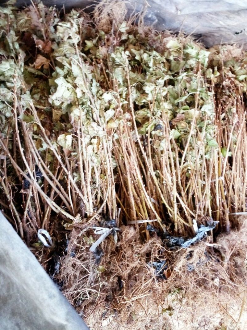 蓝靛果苗，山茄子苗，口感甜适合种植保证品种