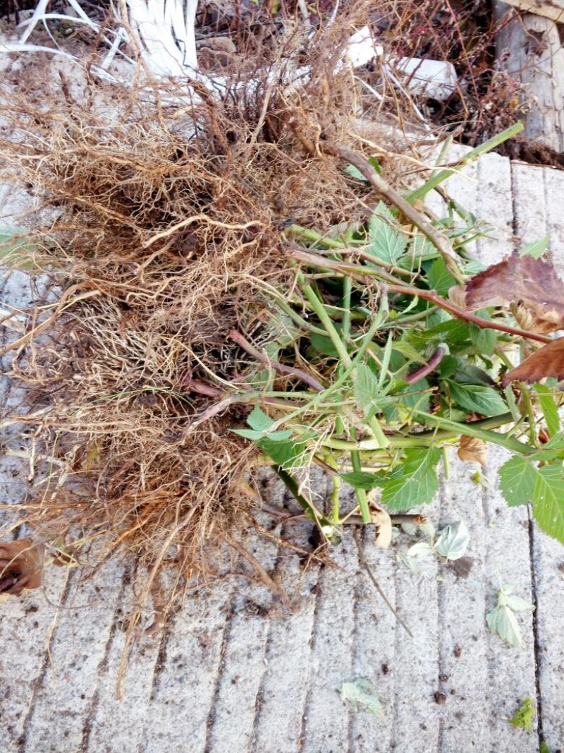 蓝靛果苗，山茄子苗，口感甜适合种植保证品种