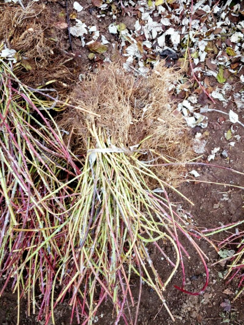 蓝靛果苗，山茄子苗，口感甜适合种植保证品种