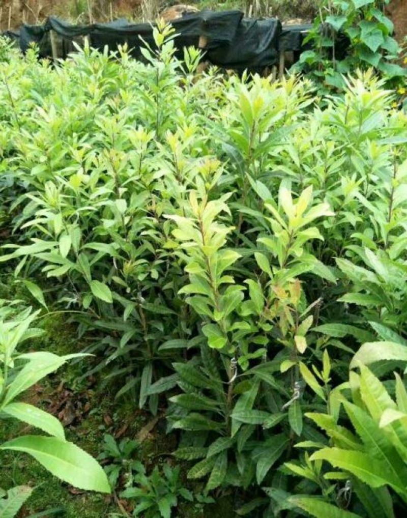 杨梅树苗东塊杨梅杯苗