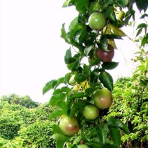 紫香1号百香果苗10~20cm