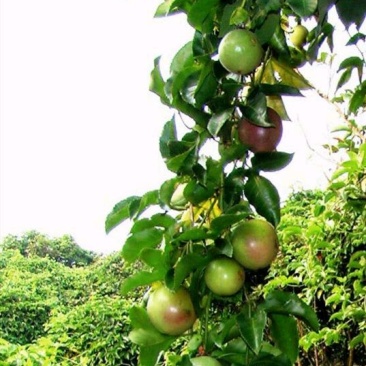 紫香1号百香果苗10~20cm