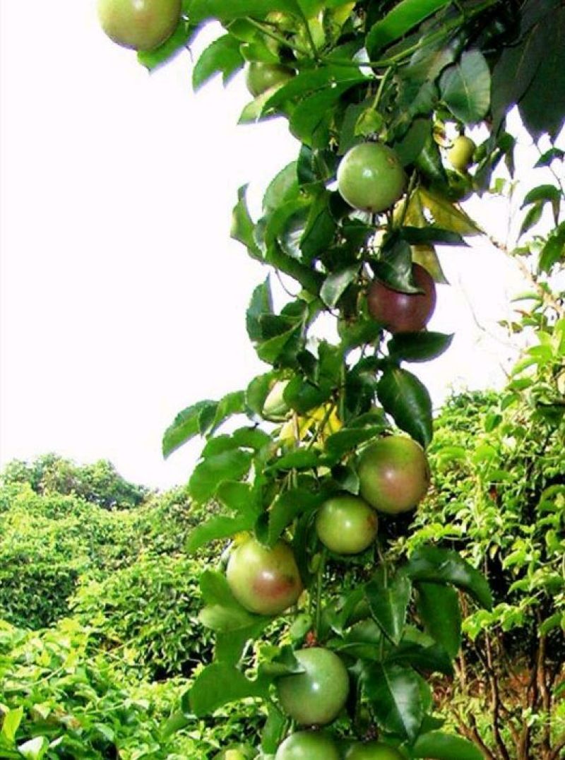 紫香1号百香果苗10~20cm