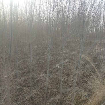 榆树4~6cm4~6cm2.5~3m