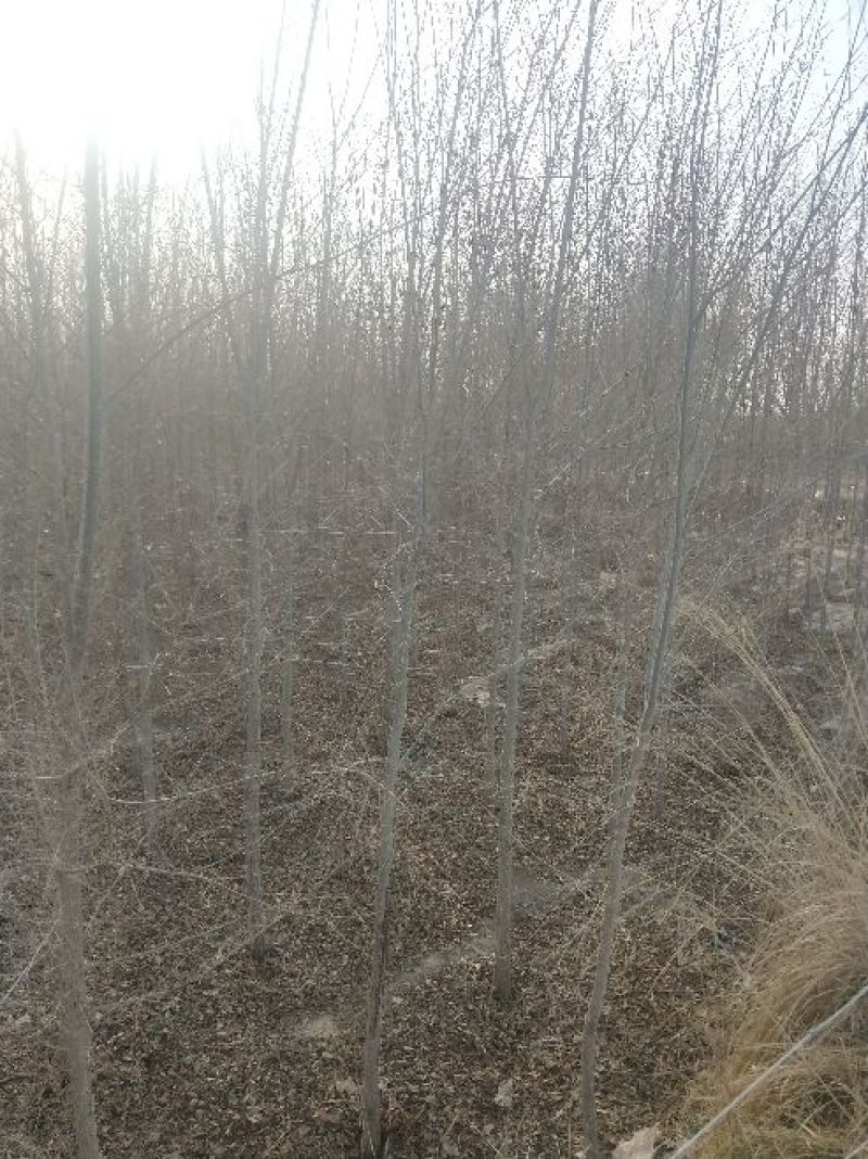 榆树4~6cm4~6cm2.5~3m