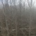 榆树4~6cm4~6cm2.5~3m