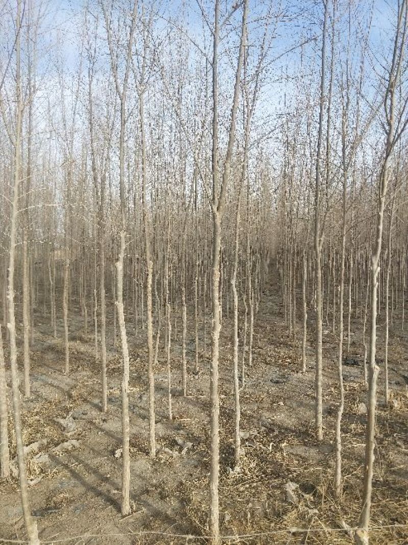 榆树4~6cm4~6cm2.5~3m