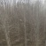 榆树4~6cm4~6cm2.5~3m