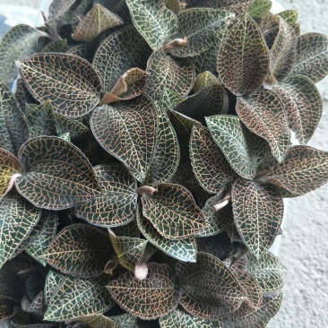 【闽之宝】金线莲本地金线莲种植鲜品