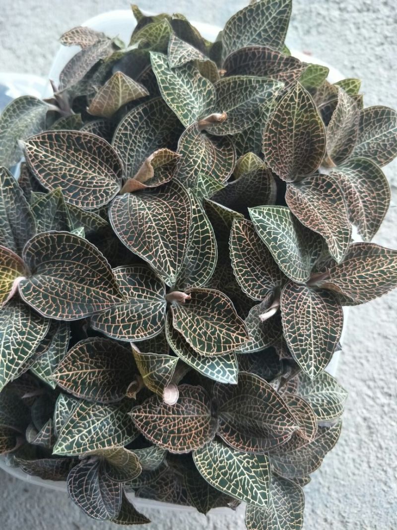 【闽之宝】金线莲本地金线莲种植鲜品