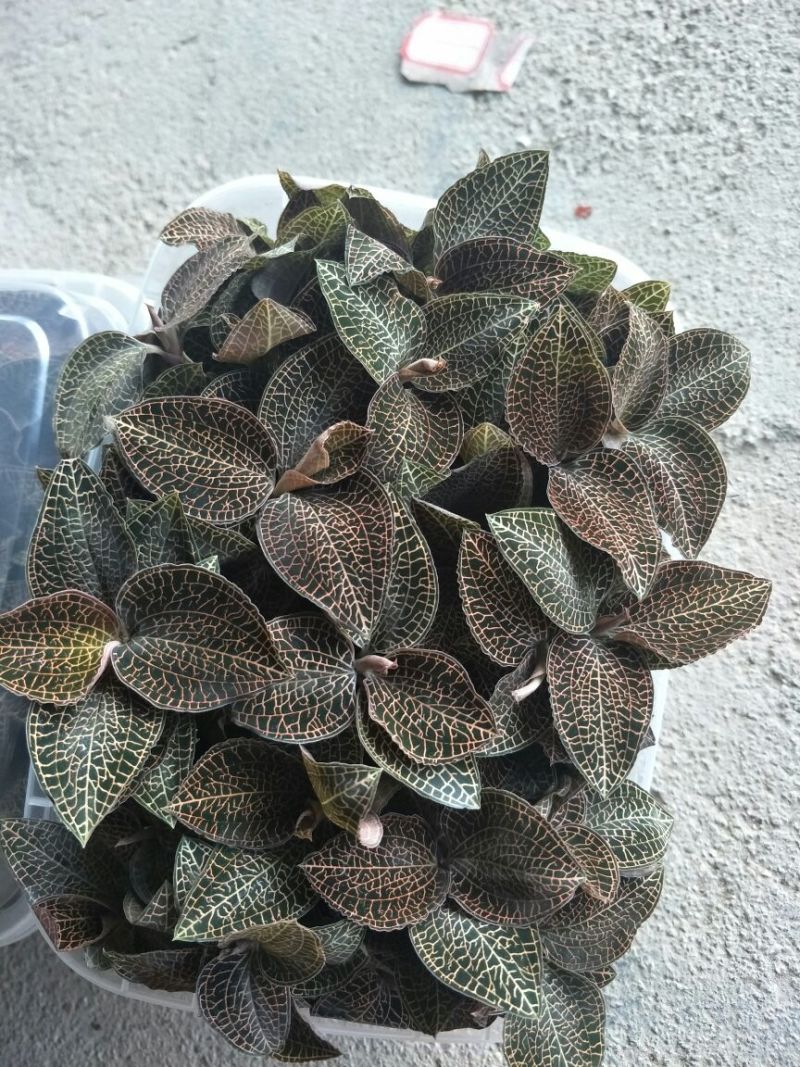 【闽之宝】金线莲本地金线莲种植鲜品