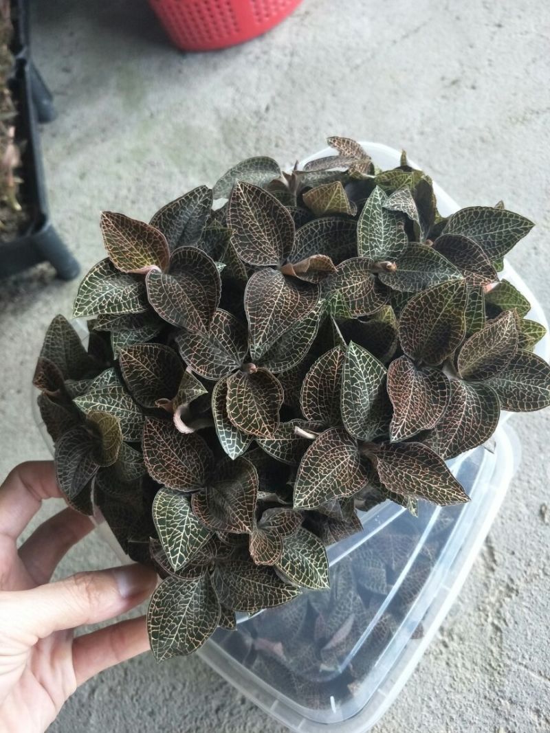 【闽之宝】金线莲本地金线莲种植鲜品