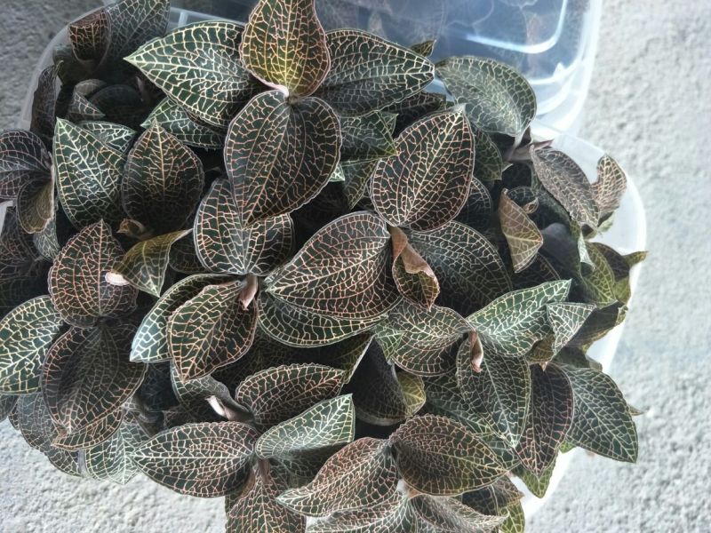 【闽之宝】金线莲本地金线莲种植鲜品