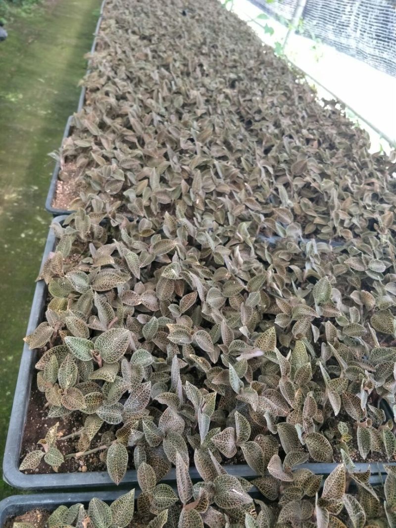 【闽之宝】金线莲本地金线莲种植鲜品
