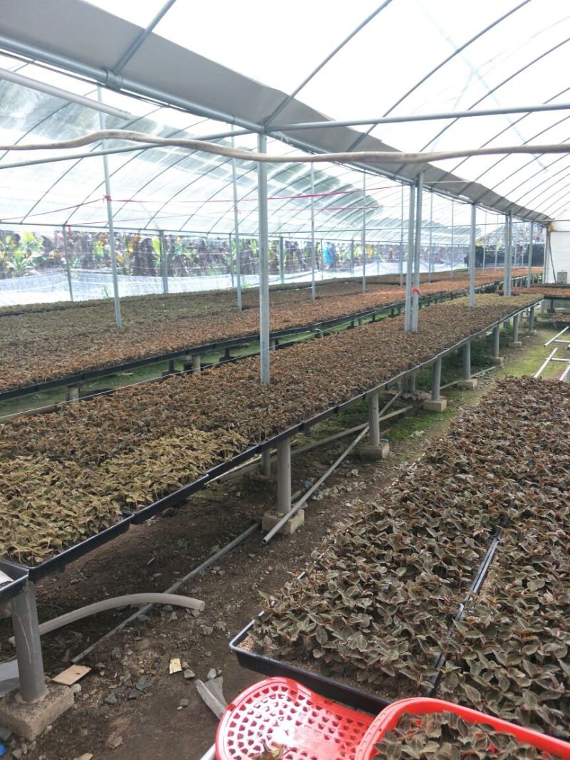 【闽之宝】金线莲本地金线莲种植鲜品