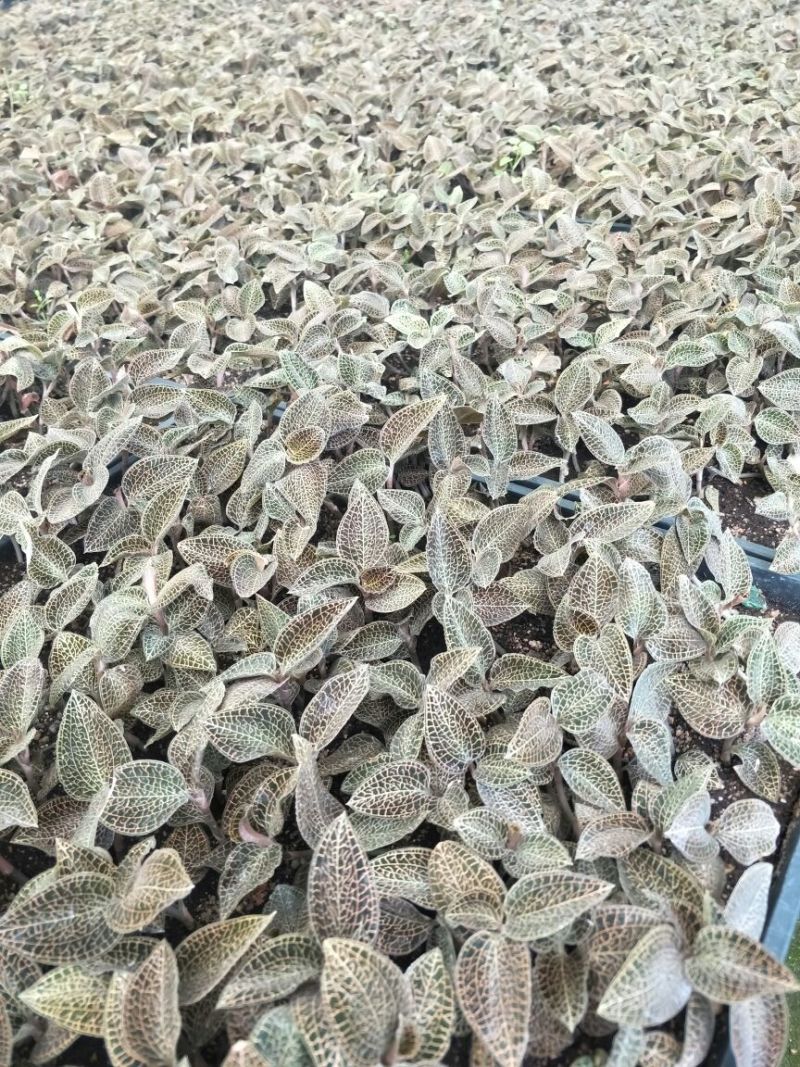 【闽之宝】金线莲本地金线莲种植鲜品