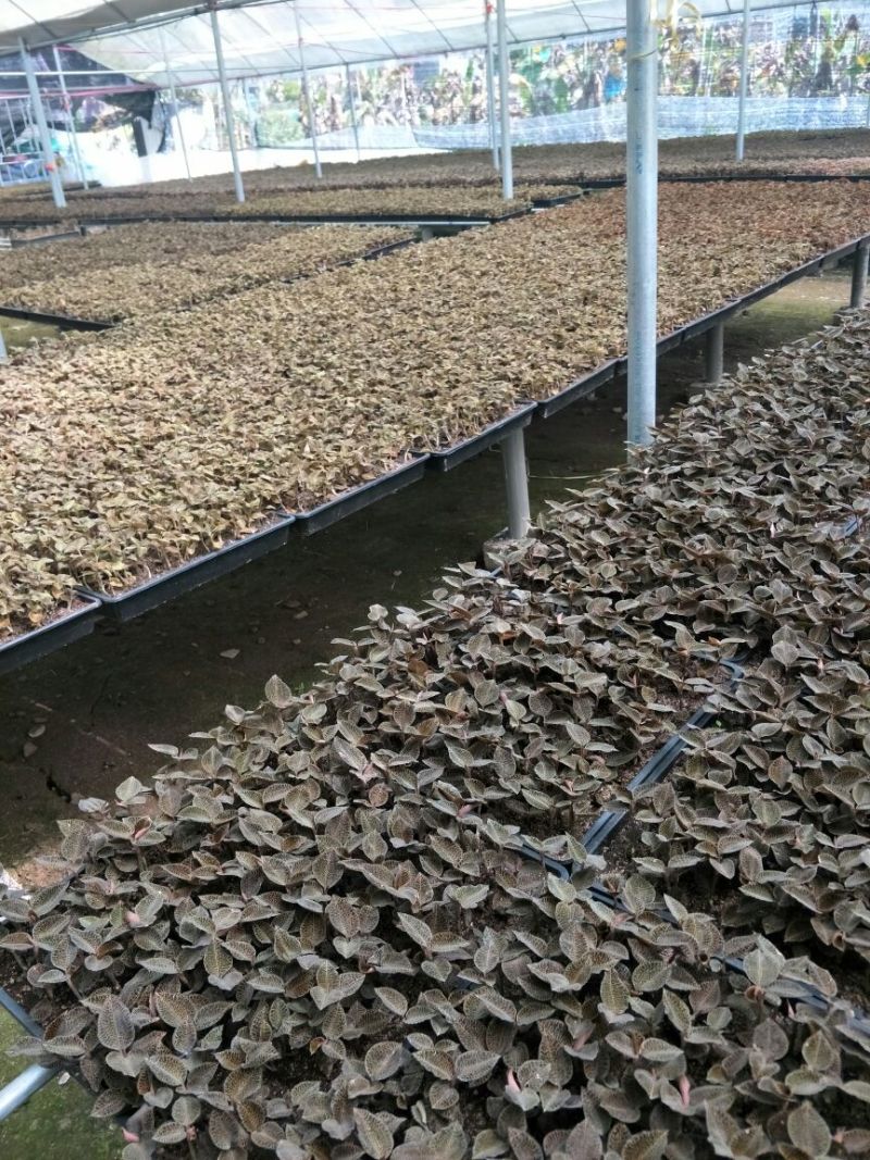 【闽之宝】金线莲本地金线莲种植鲜品