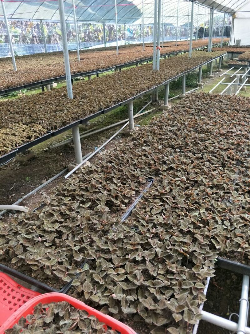 【闽之宝】金线莲本地金线莲种植鲜品
