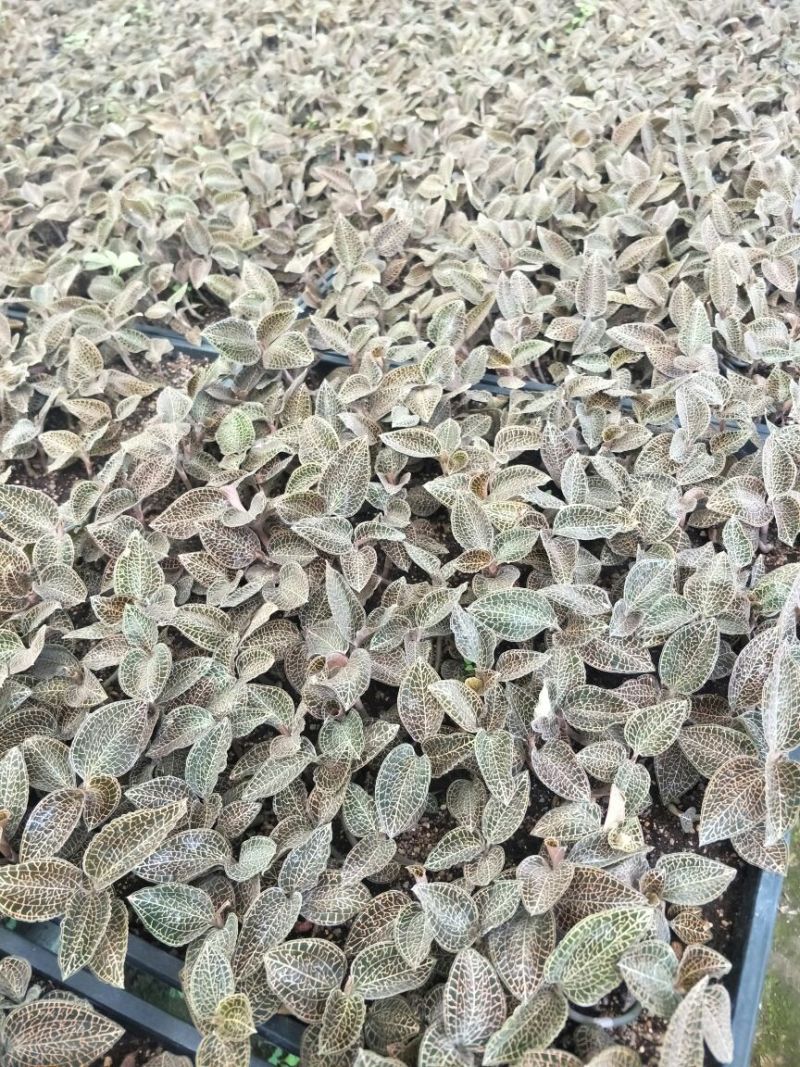 【闽之宝】金线莲本地金线莲种植鲜品