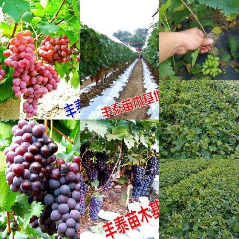 摩尔多瓦葡萄苗《让农户放心种植》质壮苗纯成活率高