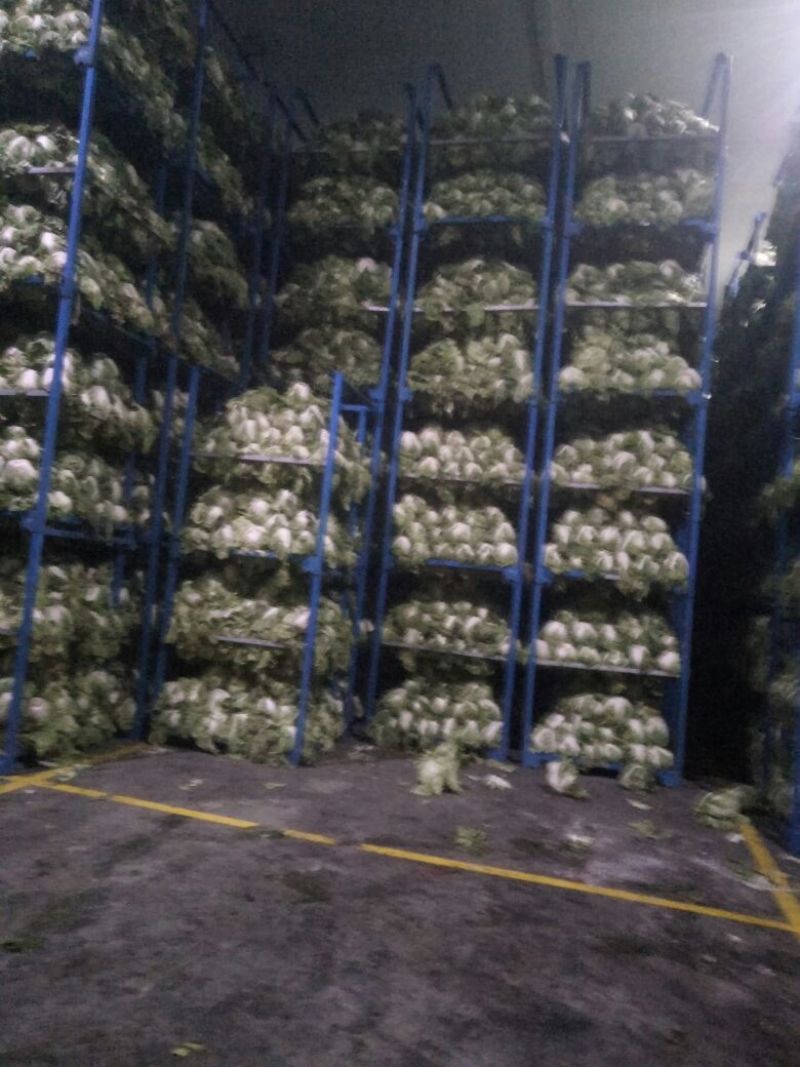 白菜净菜陆地大白菜个头均匀