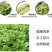 产地批发云南莴笋片青笋片莴笋干干货食材原料