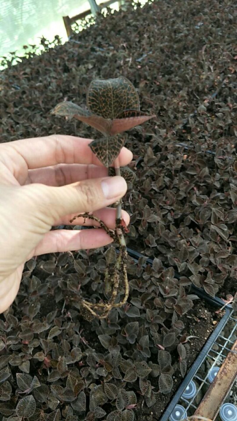 【闽之宝】金线莲本地金线莲种植鲜品