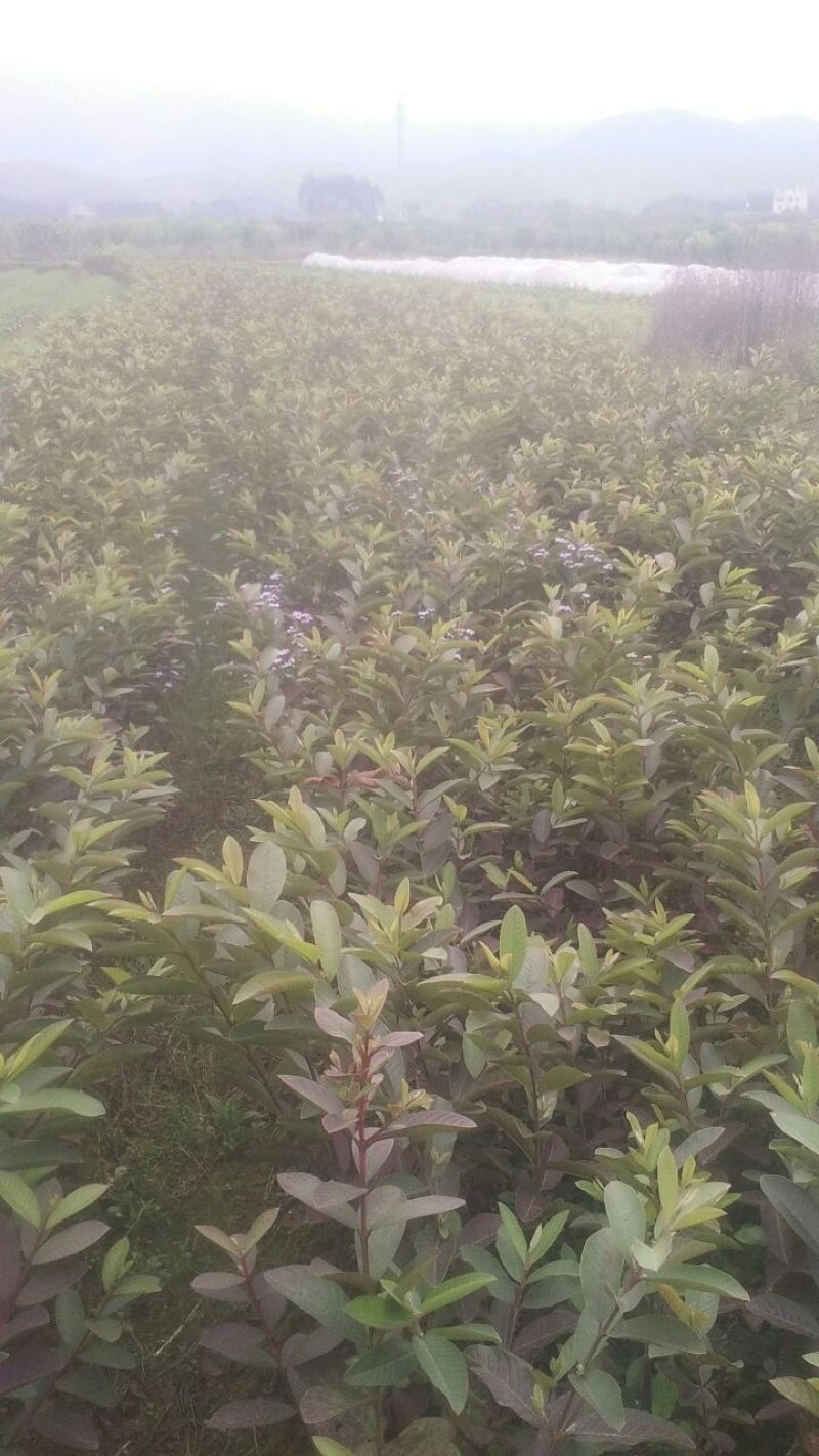 番石榴苗，西瓜芭乐苗