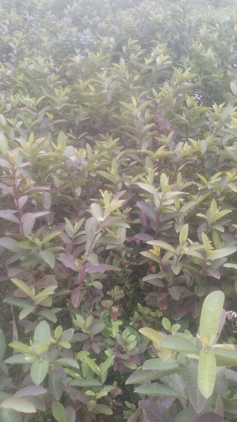 番石榴苗，西瓜芭乐苗