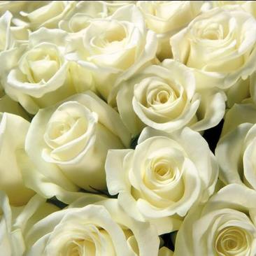 雪山玫瑰苗白色玫瑰苗四季玫瑰苗500棵起批发零售