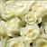 雪山玫瑰苗白色玫瑰苗四季玫瑰苗500棵起批发零售