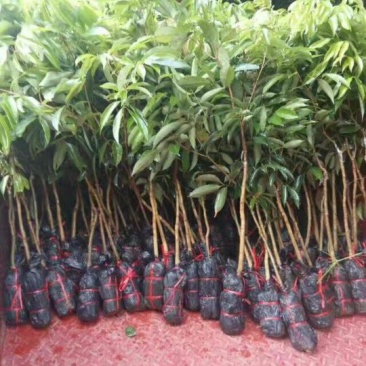 荔枝苗30~50cm
