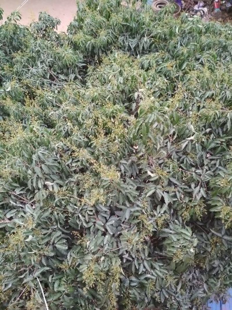 荔枝苗30~50cm