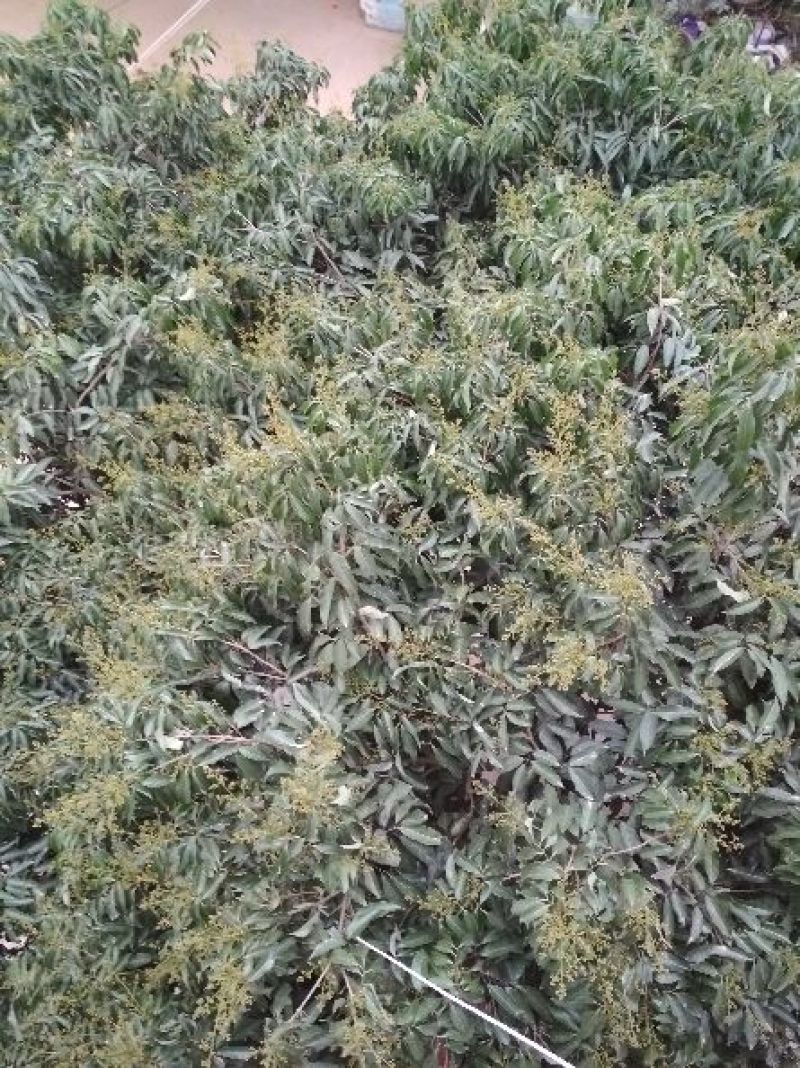 荔枝苗30~50cm
