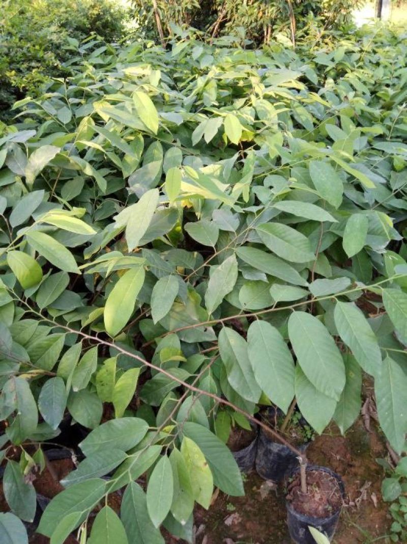 荔枝苗30~50cm