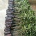 荔枝苗30~50cm