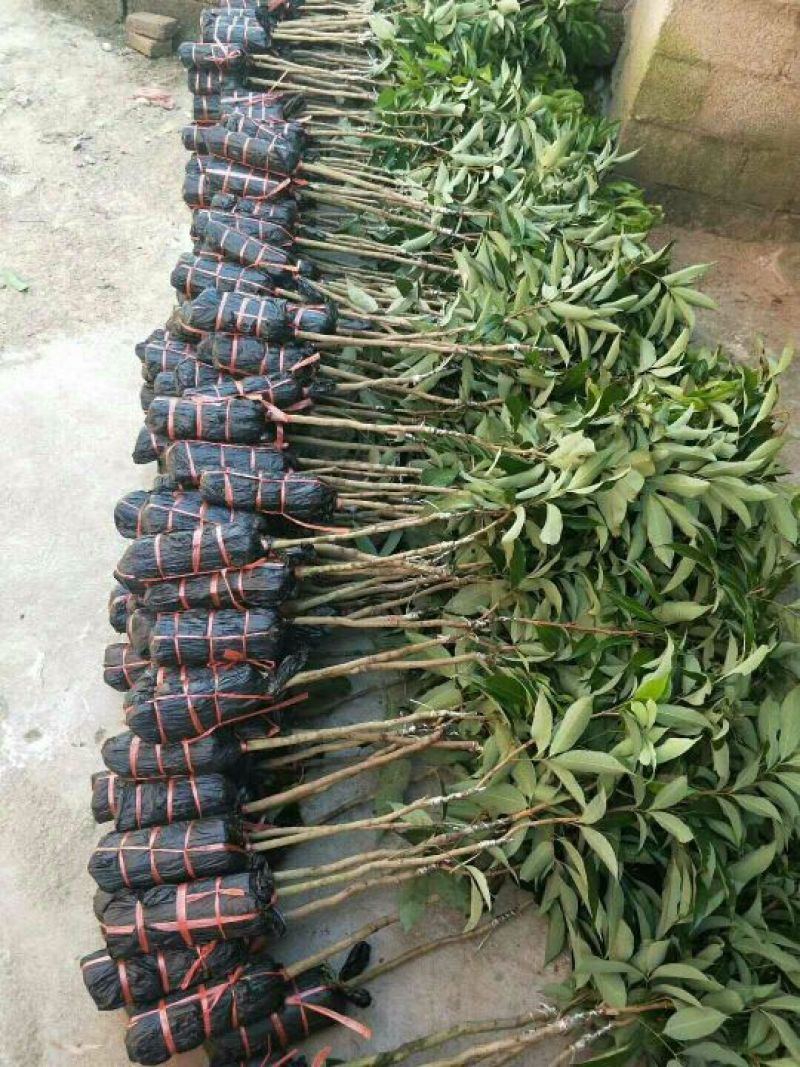 荔枝苗30~50cm