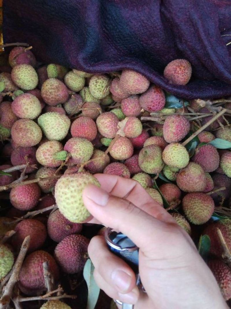荔枝苗30~50cm