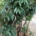 荔枝苗30~50cm