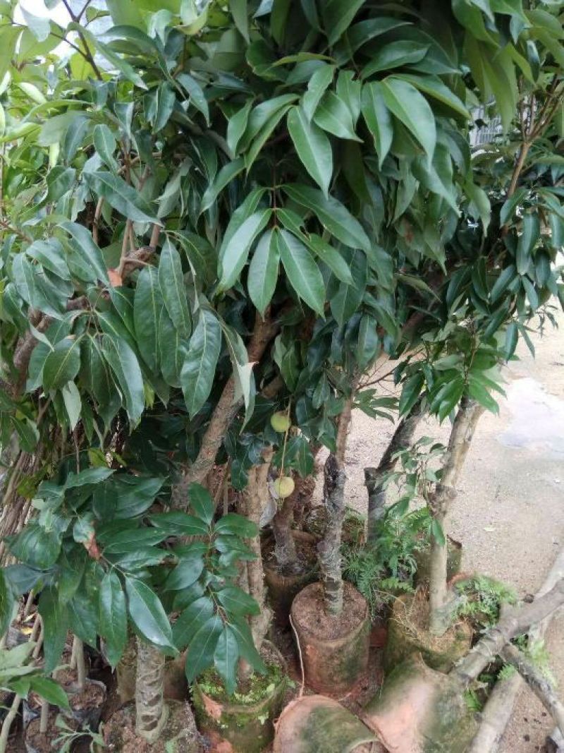 荔枝苗30~50cm