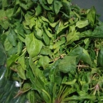 菠菜10~15厘米