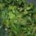 菠菜10~15厘米