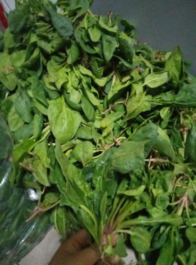 菠菜10~15厘米
