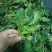 菠菜10~15厘米