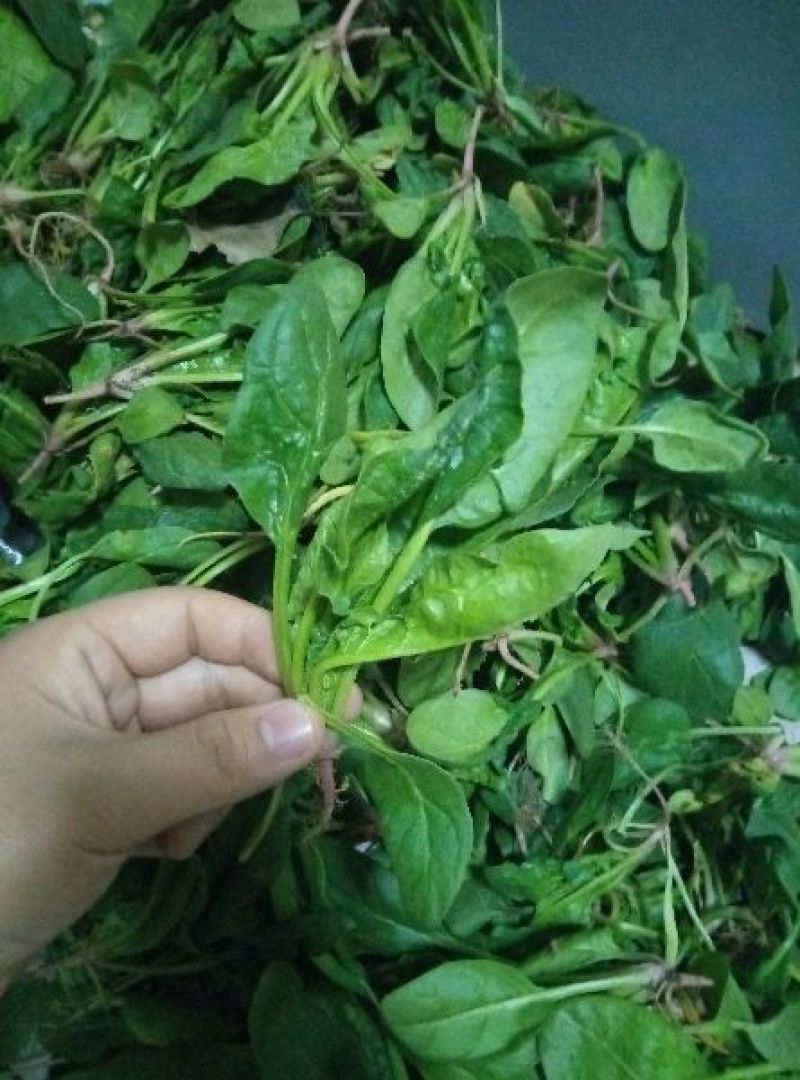 菠菜10~15厘米